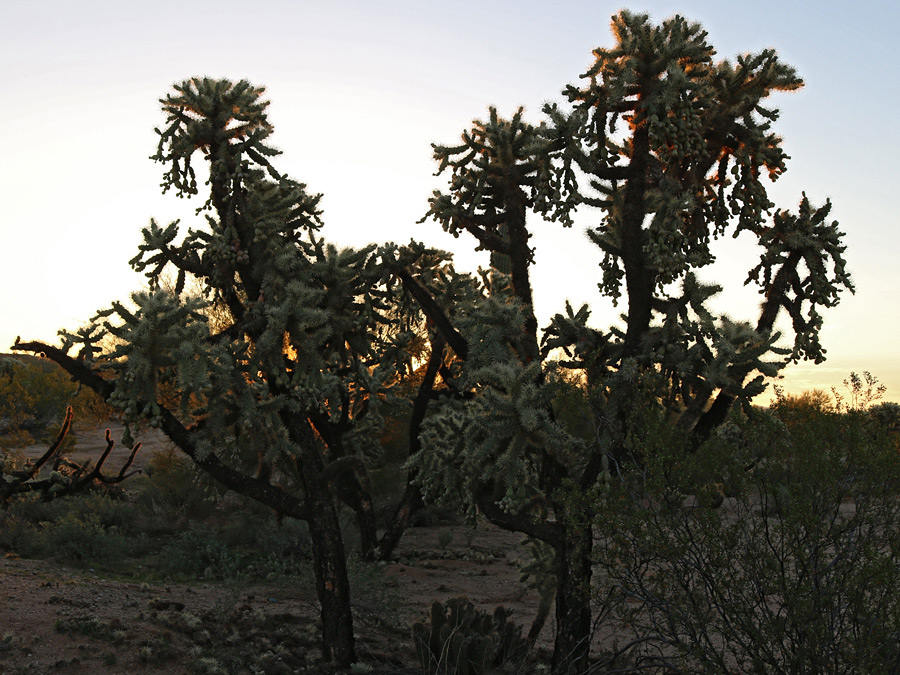 Cacti at sunset