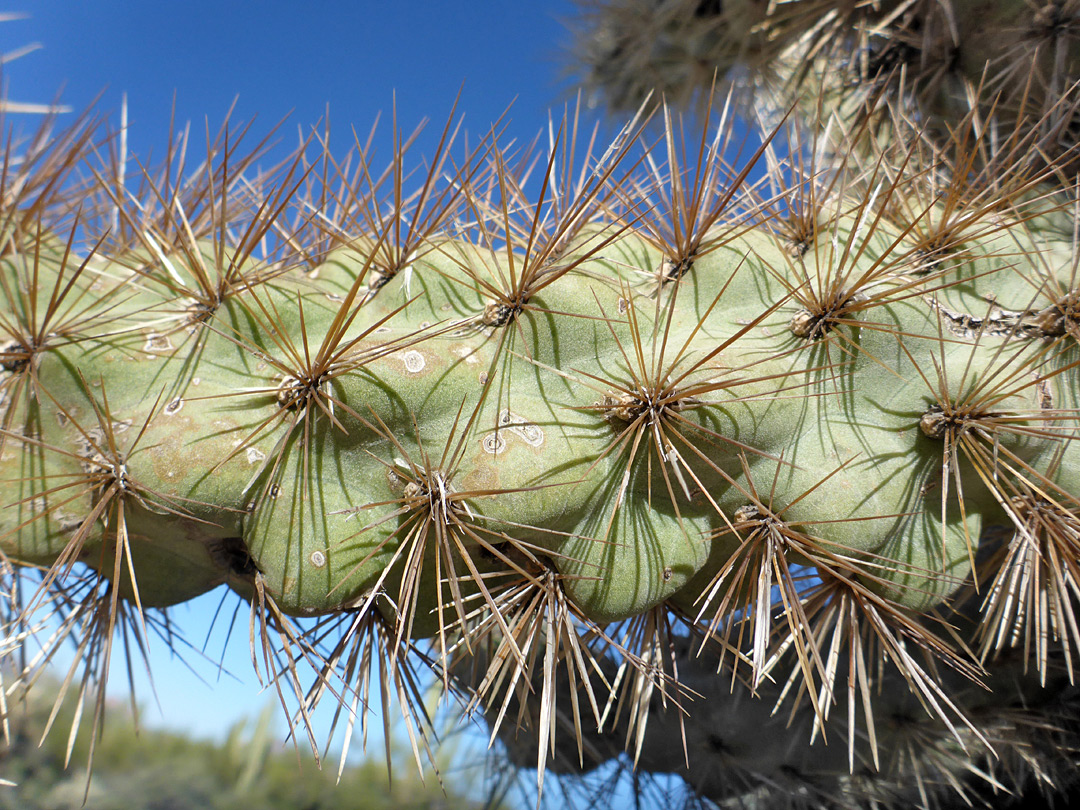 Light brown spines