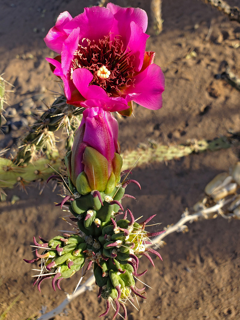 Flower and bud