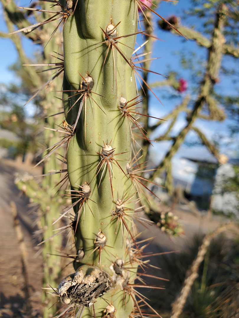 Elongated tubercles