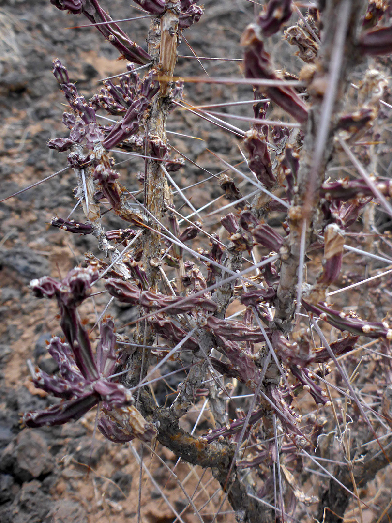 Long spines