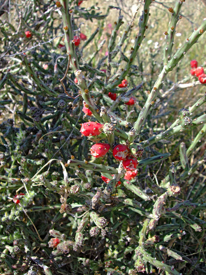 Stems and fruit