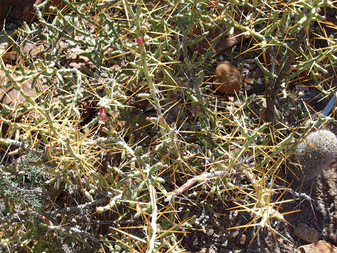 Yellow-brown spines