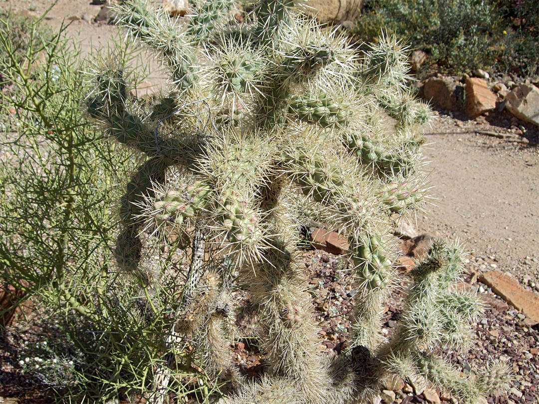 White spines