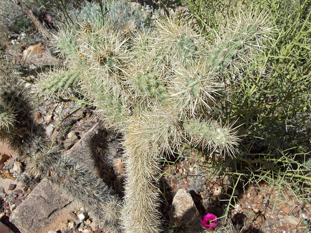 Branches of cylindropuntia munzii