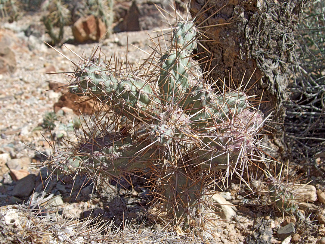 Spiny branches