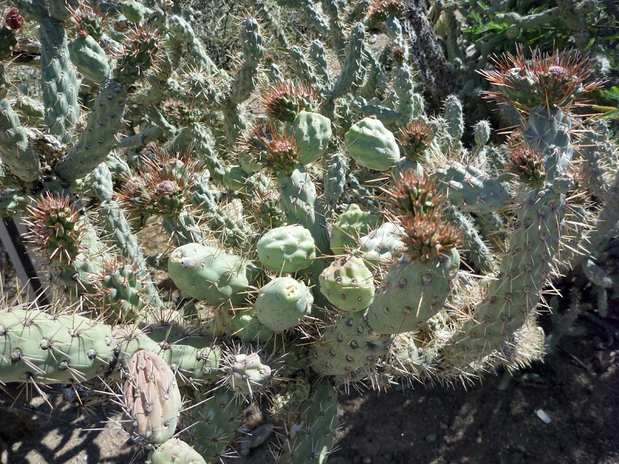 Many branches