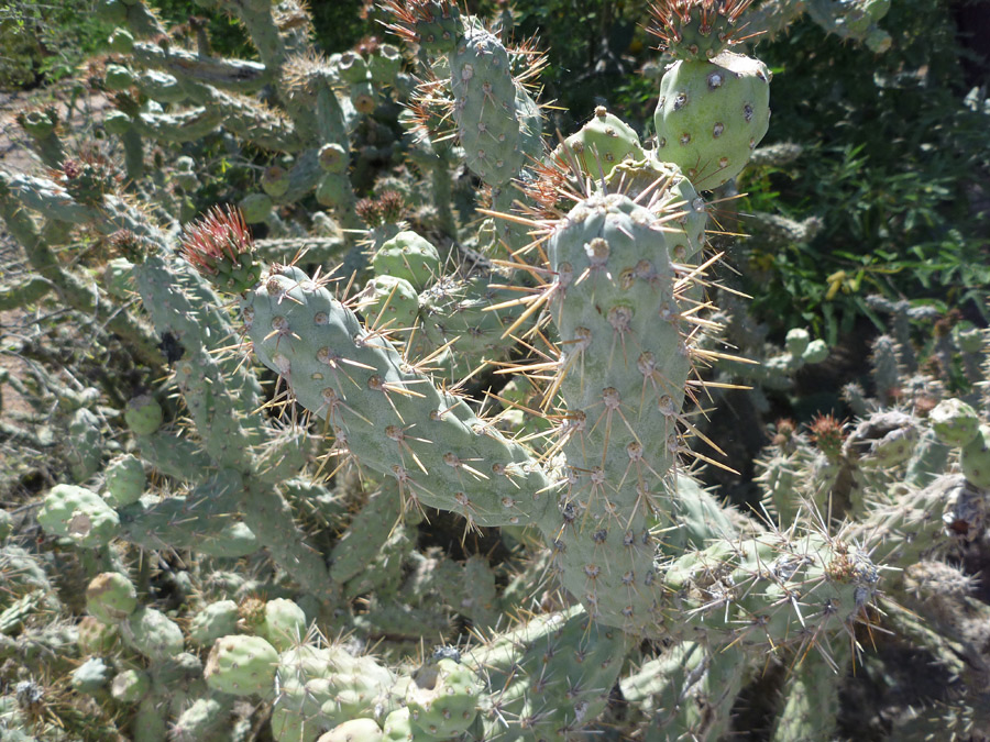 Light-colored stems