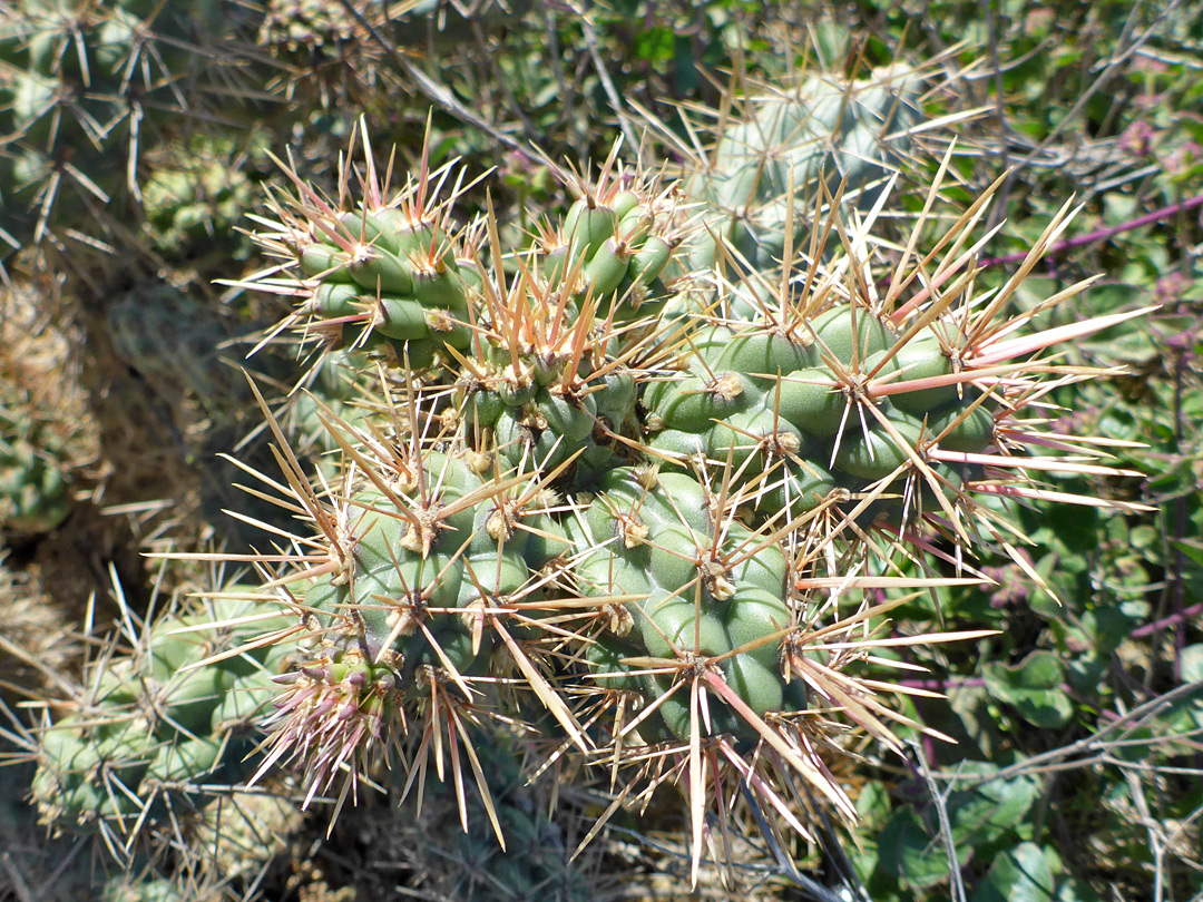 Spines and tubercles