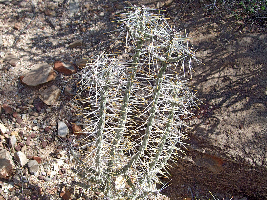 Cylindropuntia ramosissima - thick spines