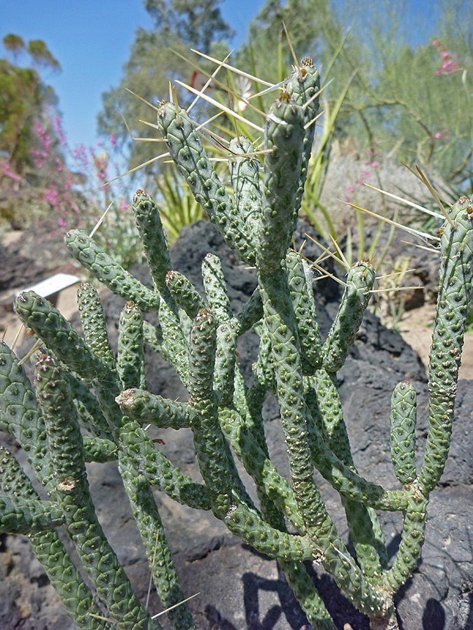 Sparse covering of spines