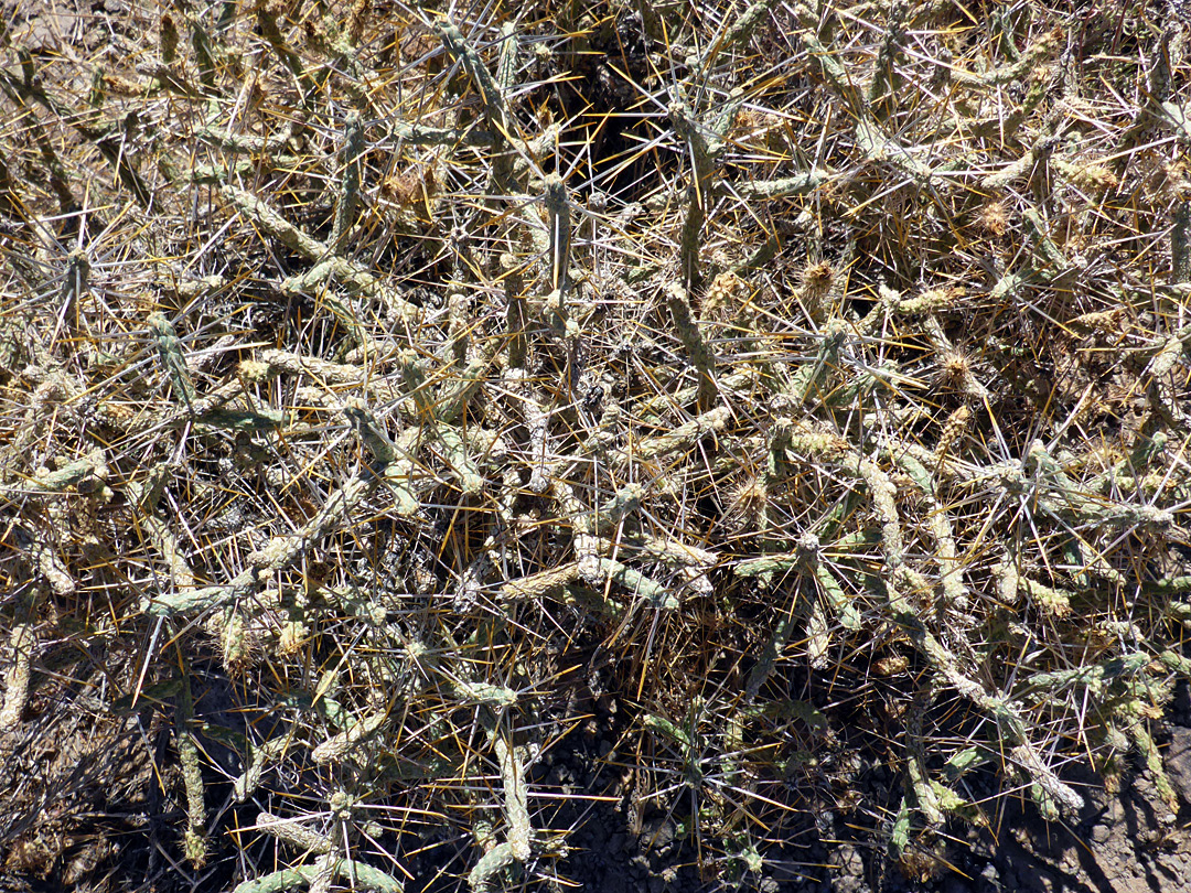 Numerous stems