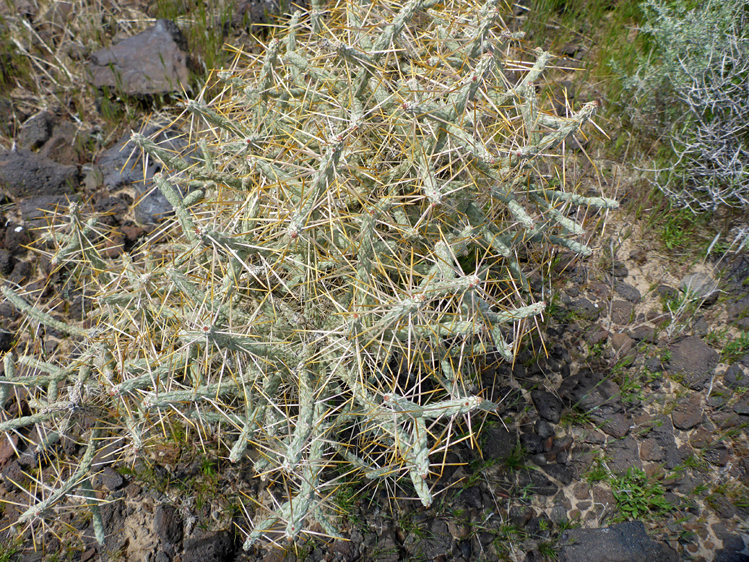 Plant in situ