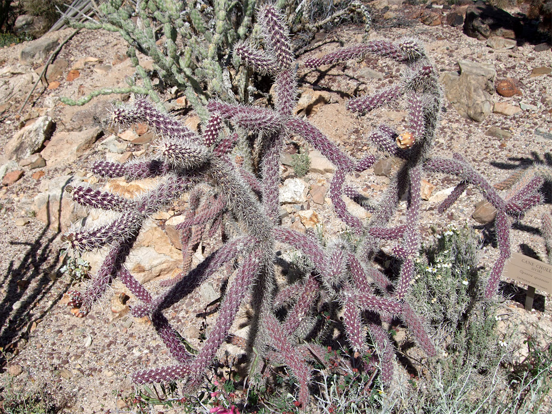 Purple branches