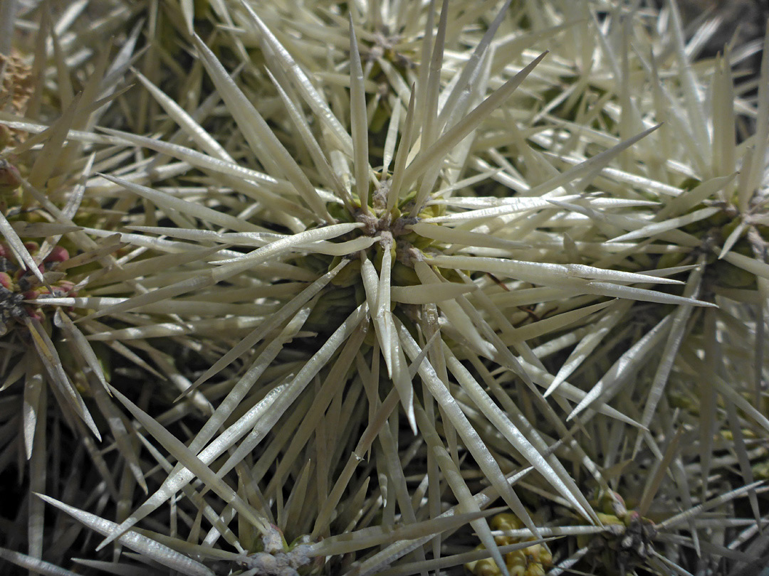 Dense spines