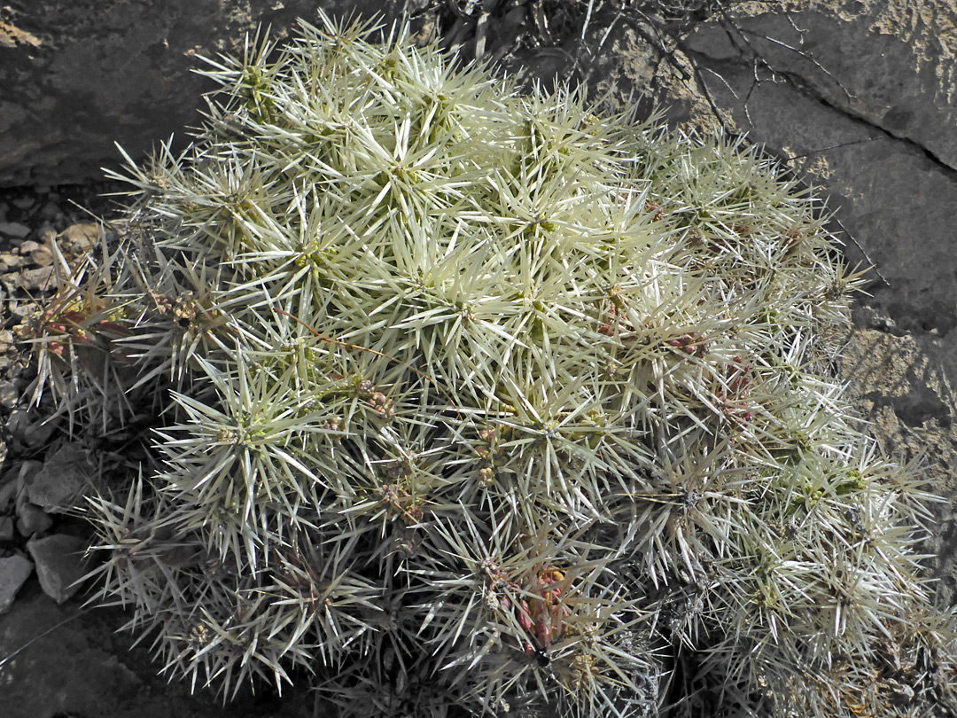 Whitish spines