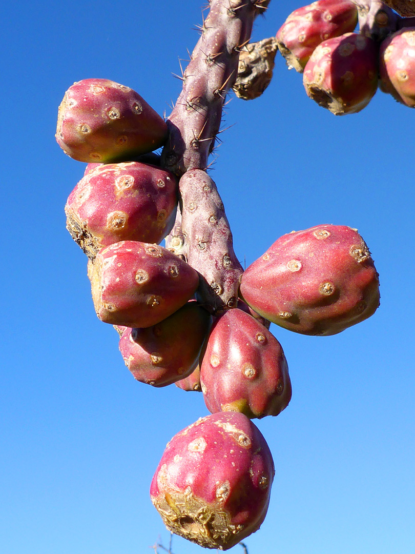 Fruits and branch