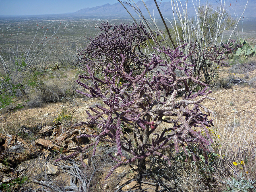 Purple stems
