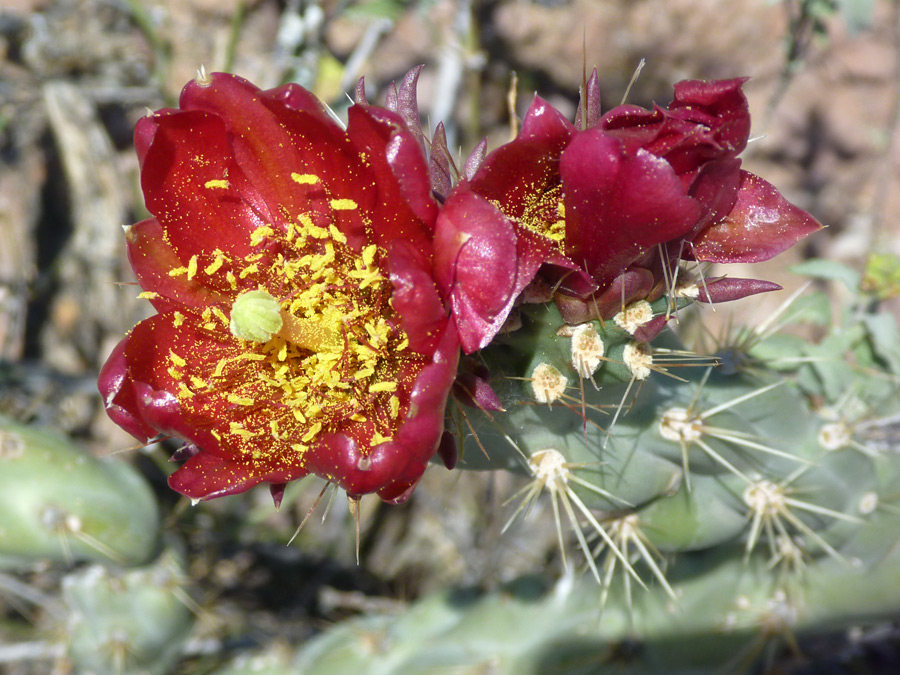 Red flower