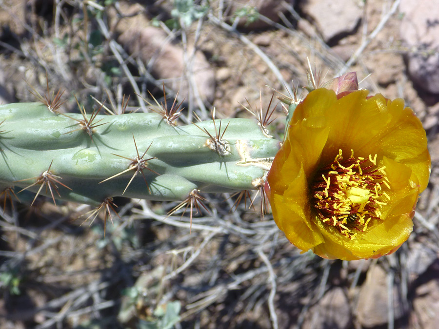 Yellow flower