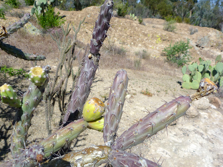 Stems and fruit