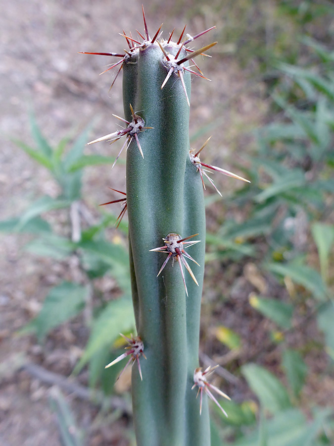 Spines