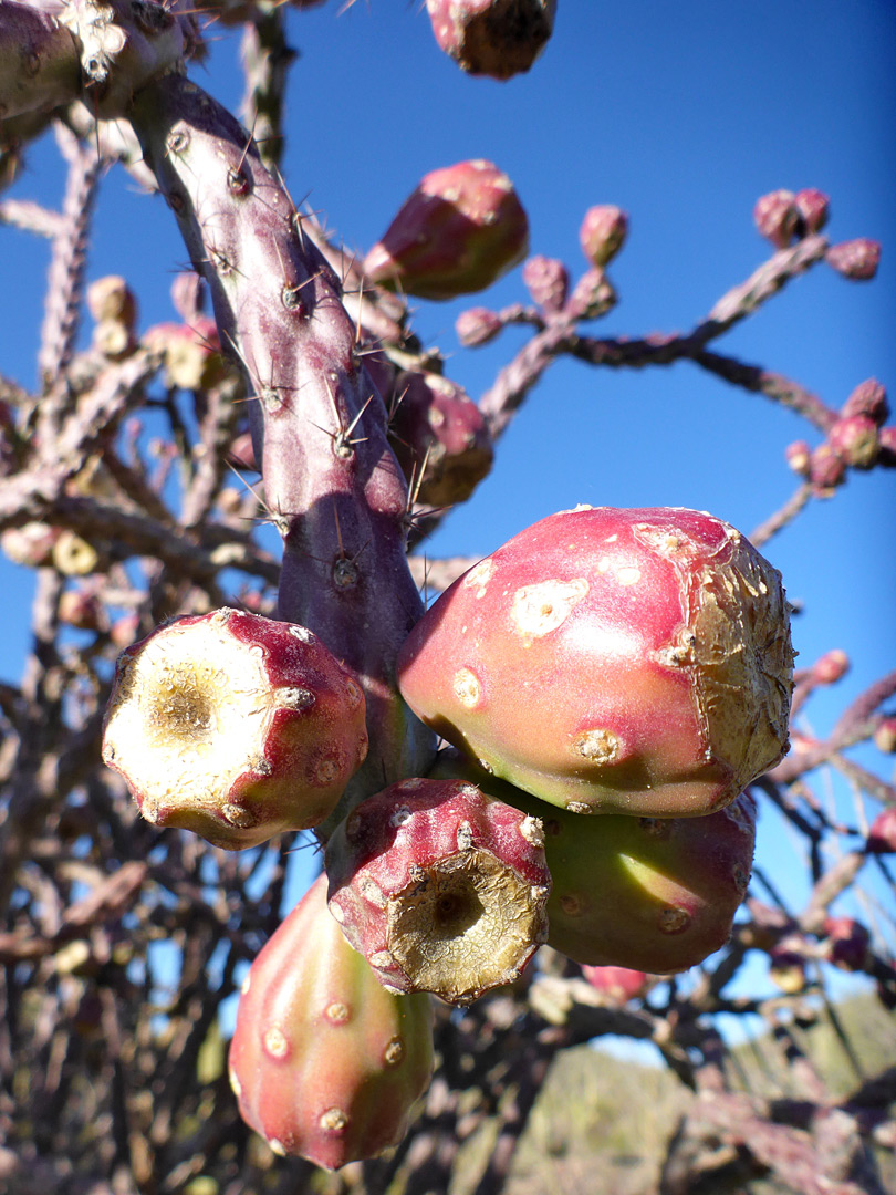 Spineless fruits