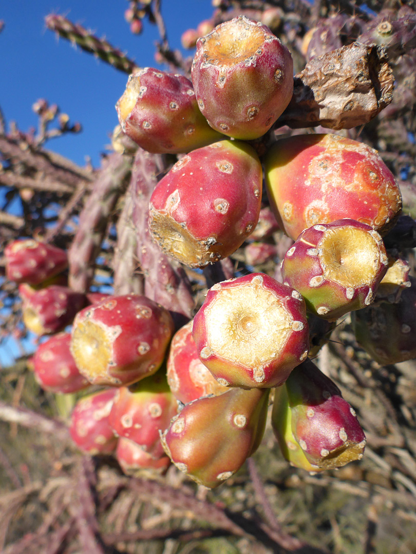 Reddish fruit