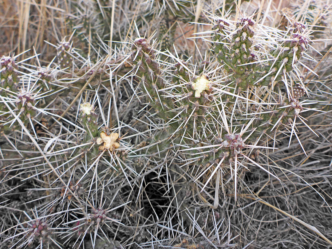 Spiny stems