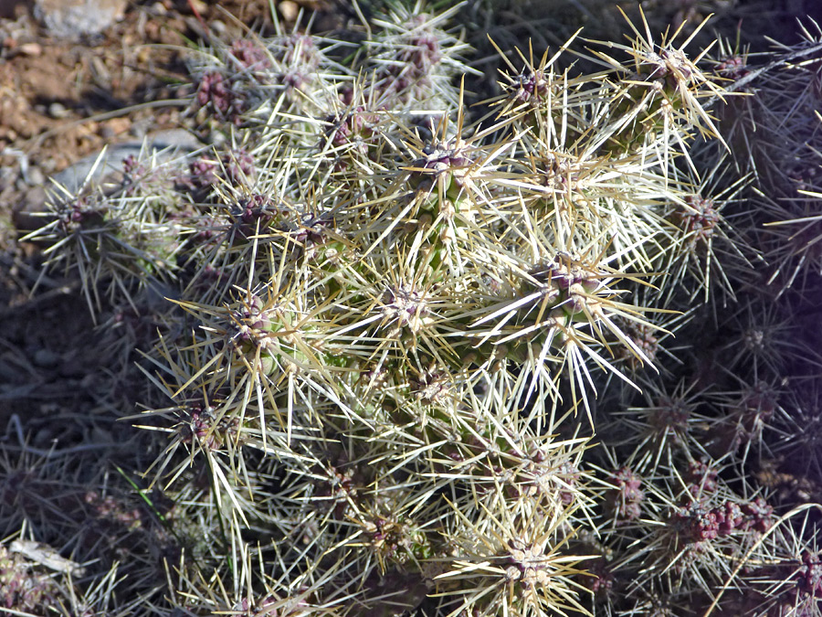 Spines