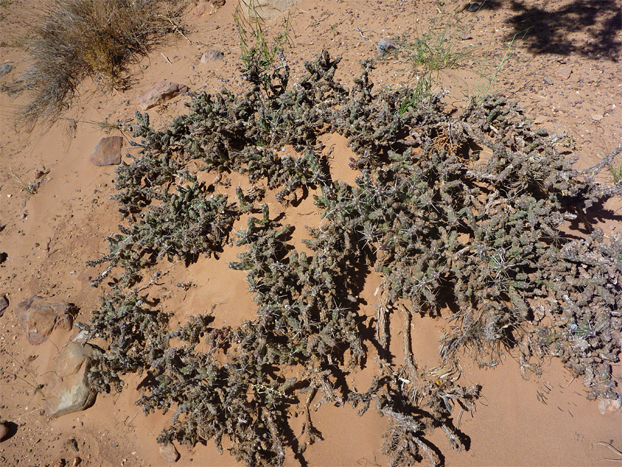 Sandy clump - pictures of Cylindropuntia Whipplei - Southwest USA ...