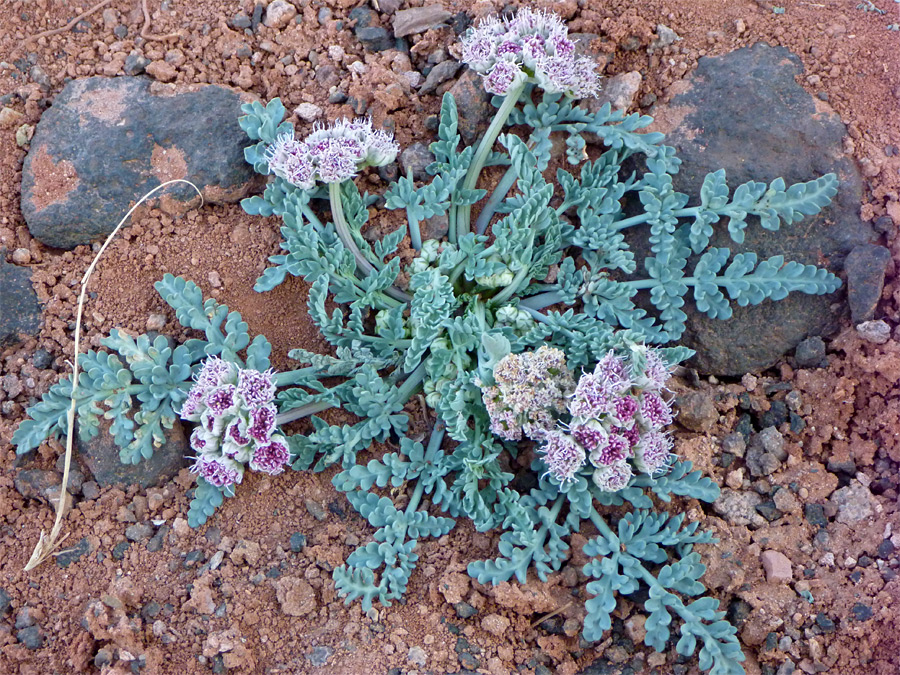 Purple flower clusters