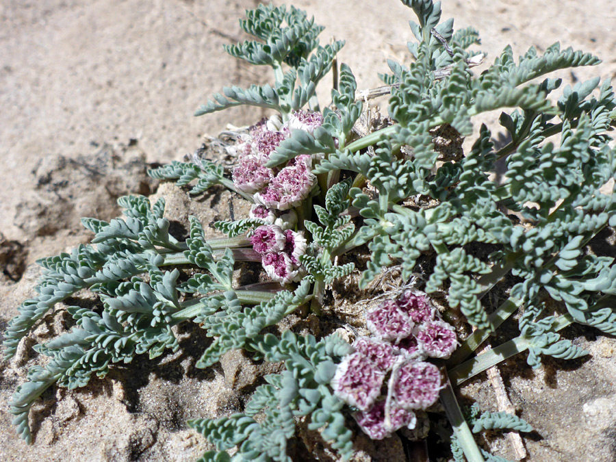 Leaves and flowers