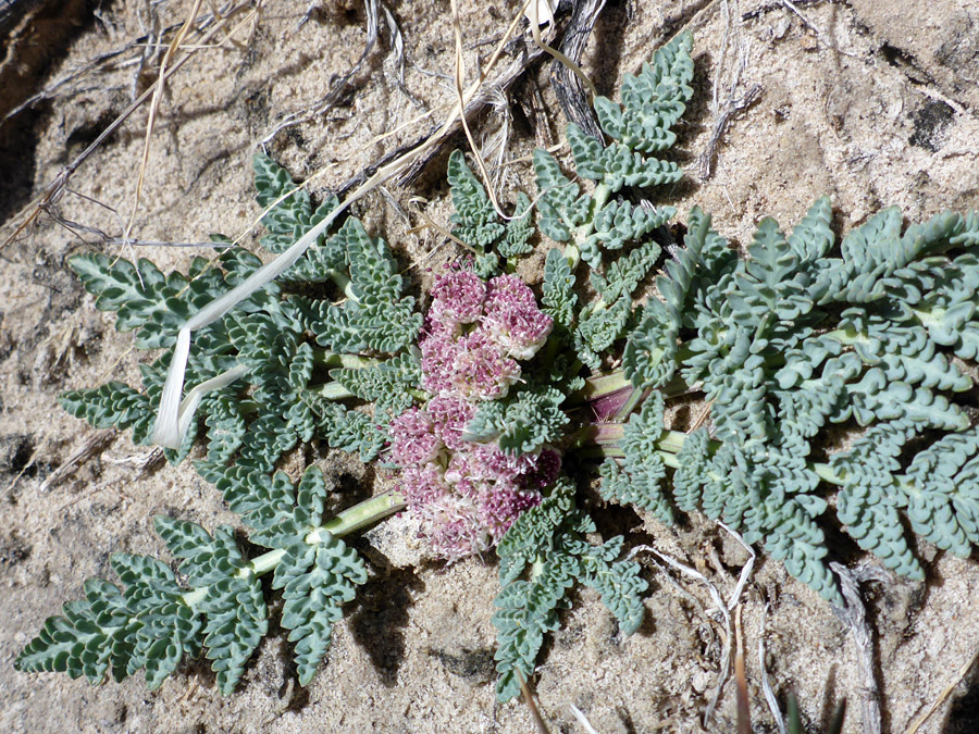 Low-growing plant