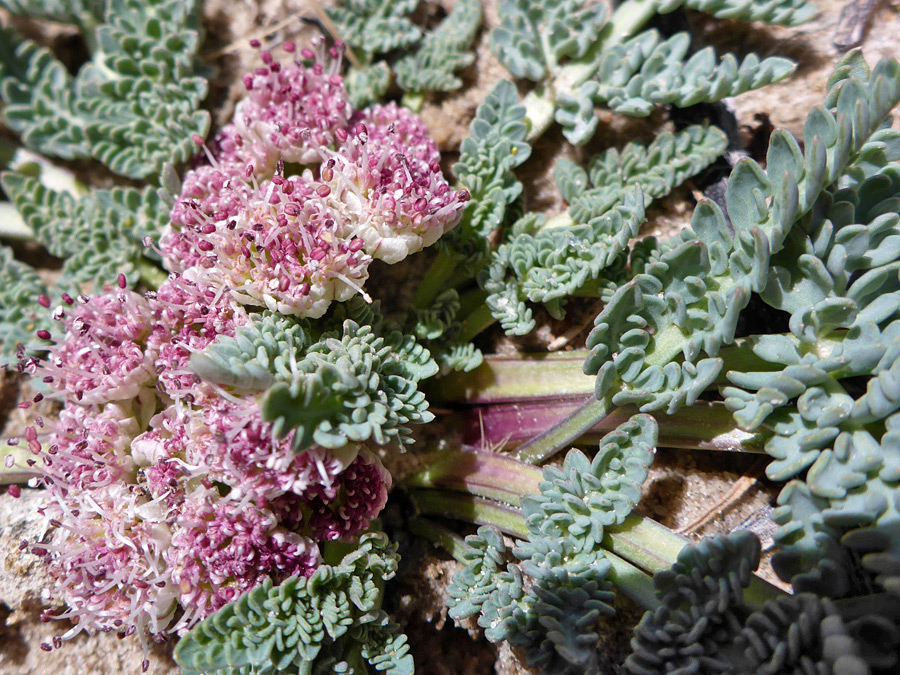 Purple inflorescence