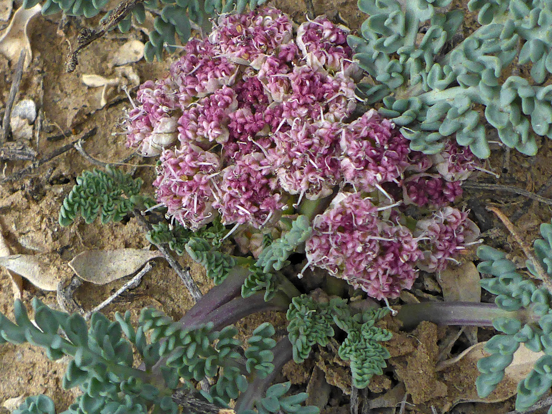 Clustered purple flowers