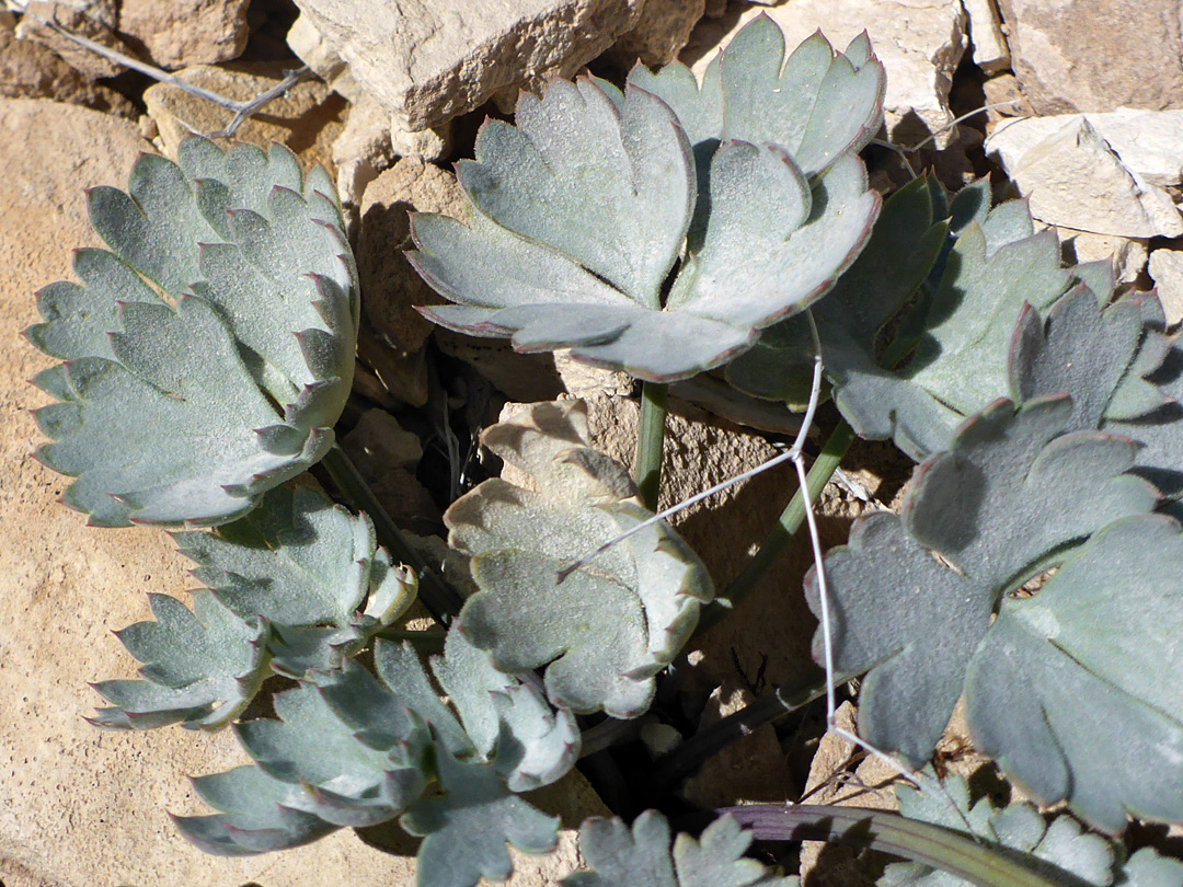 Lobed leaves