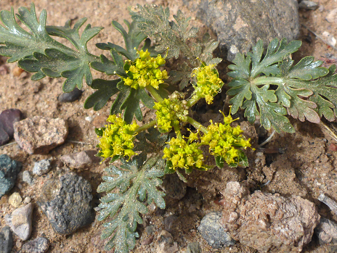 Yellow flowers