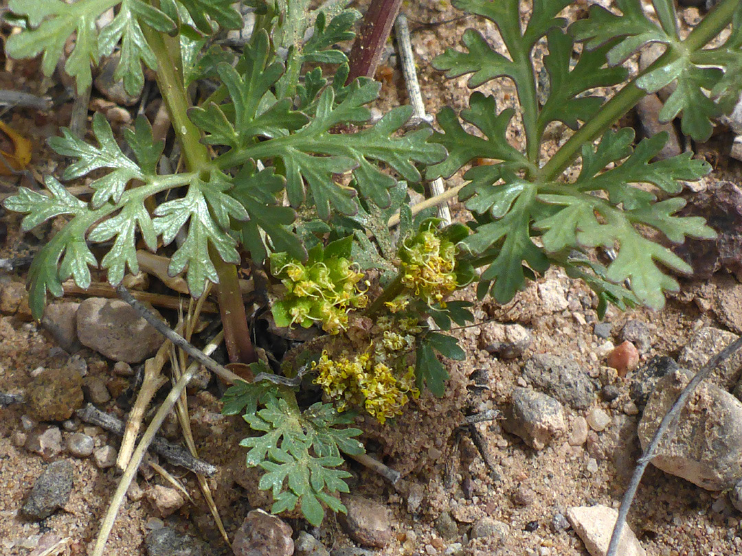 Divided, lobed leaves