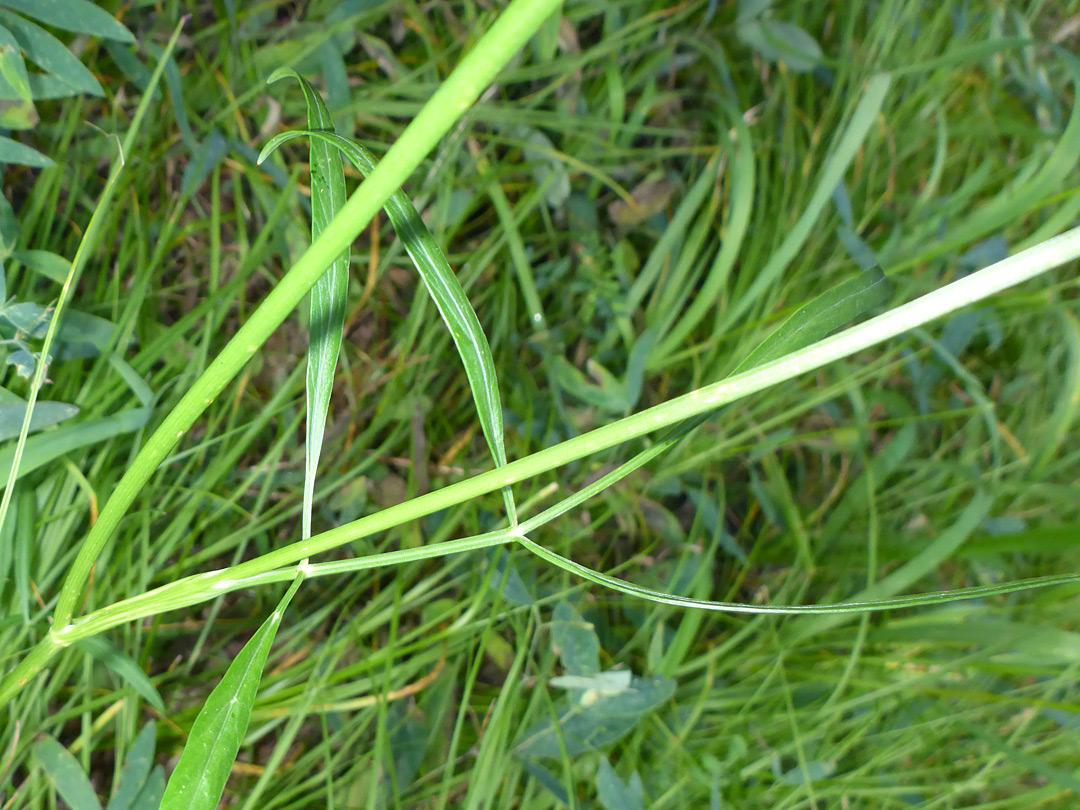 Long, narrow leaflets