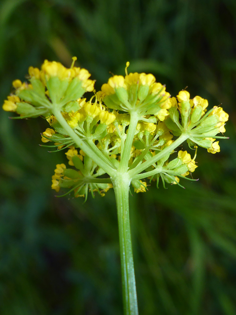 Base of the flower cluster