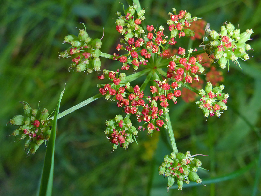 Red flowers