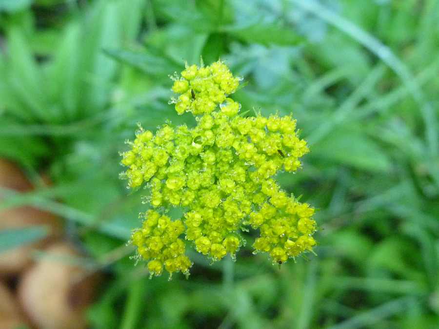 Small flowerhead