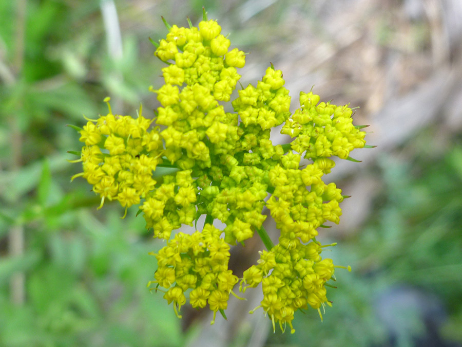Yellow cluster