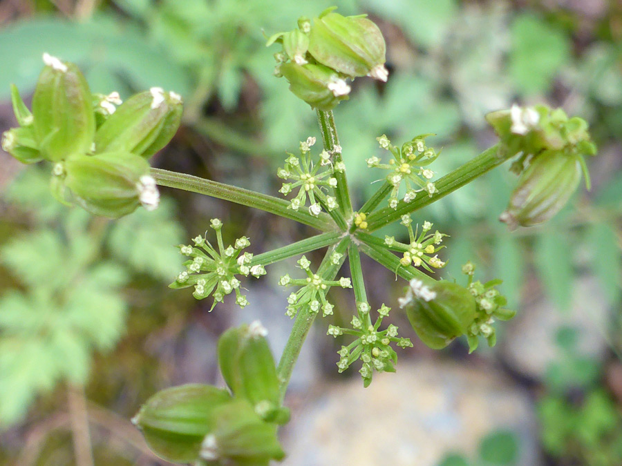 Fruit