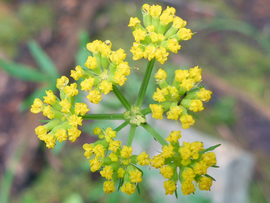 Flowers and bracts