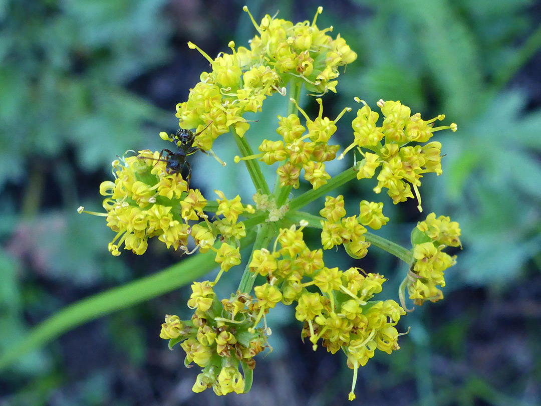 Flat-topped flower cluster