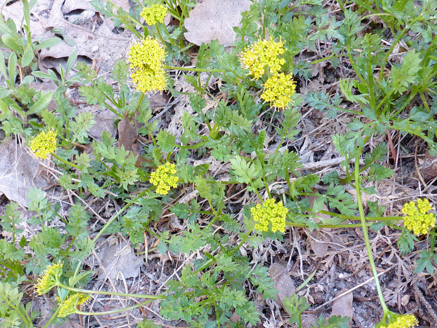 Decumbent flower stalks