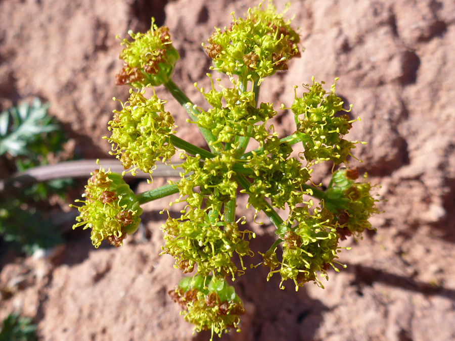 Flat-topped cluster