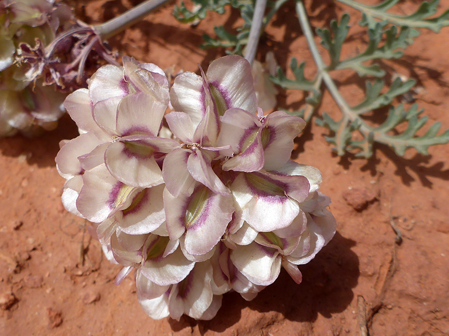 Purplish seeds